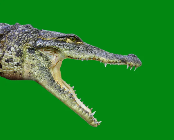 Crocodile jeune provile view Mexique — Photo