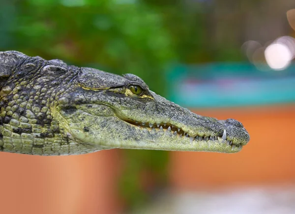 Krokodyl młody profil zobacz Meksyku — Zdjęcie stockowe