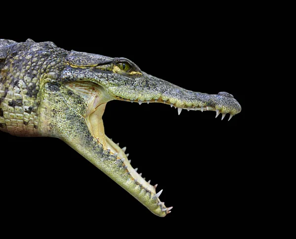 Krokodil fiatal provile view Mexikó — Stock Fotó
