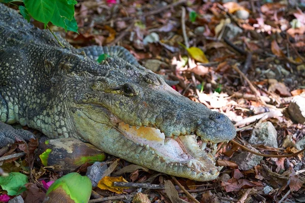 Krokodil in Mexiko Riviera Maya — Stockfoto