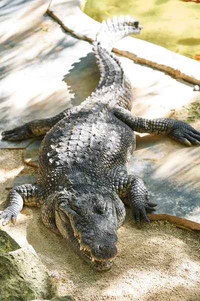 Crocodile in Mexico Riviera Maya — Stock Photo, Image