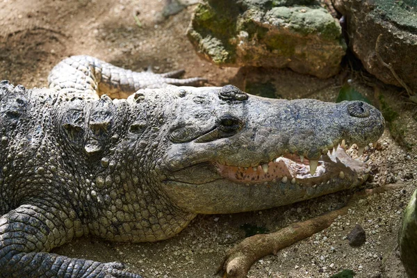 Krokodil i Mexiko Riviera Maya — Stockfoto