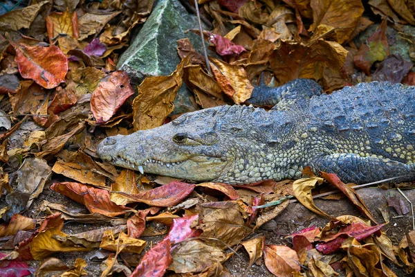 Крокодил у Мексиці Рів'єра-Майя — стокове фото