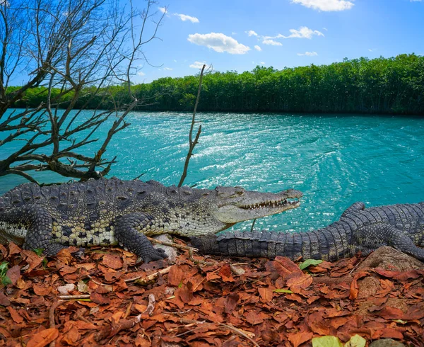 Krokodýl Mexiko Riviera Maya photomount — Stock fotografie