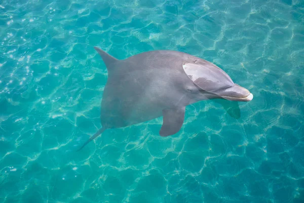 Delfino in acqua turchese photomount — Foto Stock