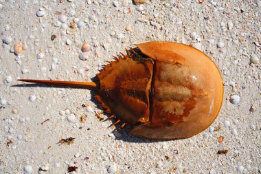 Cacerola de mar Limulus polyphemus Mexico clipart