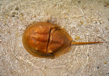 Cacerola de mar Limulus polyphemus Mexico clipart