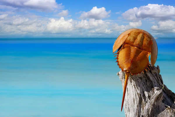 Cacerola de mar Limulus polyphemus México — Fotografia de Stock