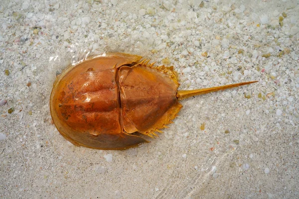Cacerola de mar Limulus polyphemus Mexique — Photo