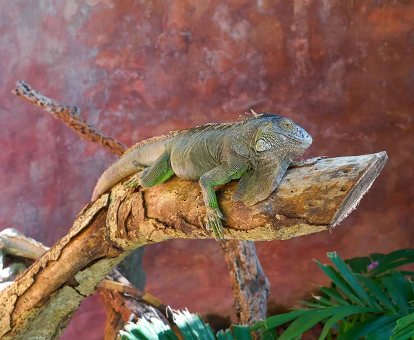 Mexikanischer Leguan auf einem Baumstamm — Stockfoto