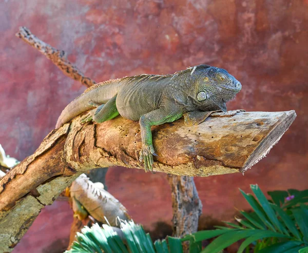 Mexican iguana on a tree trunk — Stock Photo, Image