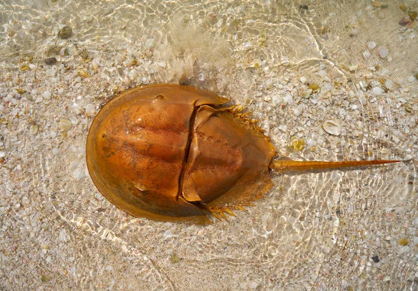 Cacerola de mar Limulus polyphemus México — Fotografia de Stock