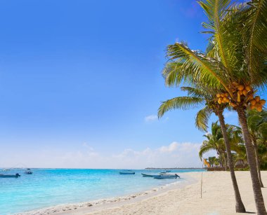 Akumal Hindistan cevizi hurma ağacı beach Riviera Maya