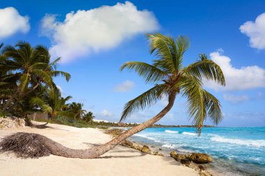 Akumal Hindistan cevizi hurma ağacı beach Riviera Maya