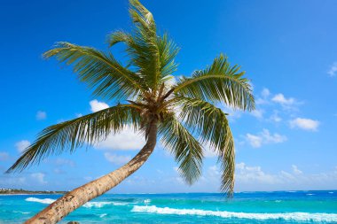 Akumal Hindistan cevizi hurma ağacı beach Riviera Maya