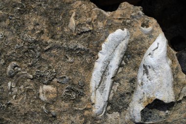 Riviera Maya mercan kum plaj Meksika