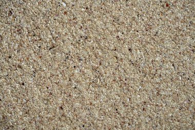 Kabuk parçaları ile Maya Rivierası kum ayrıntılı