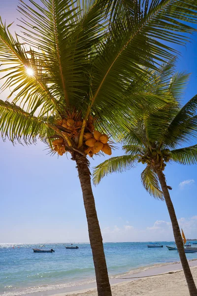 Akumal Hindistan cevizi hurma ağacı beach Riviera Maya — Stok fotoğraf