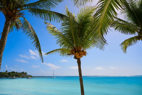 Akumal palmy kokosowe drzewo plaża Riviera Maya — Zdjęcie stockowe