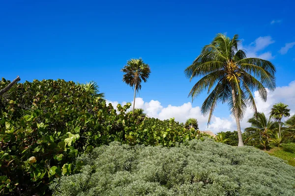 Akumal coconut palm tree beach Riviera Maya — Stock fotografie