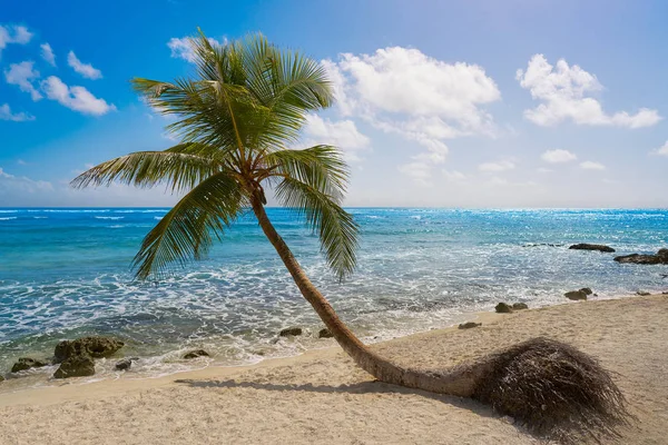 Akumal coconut palm tree strand Riviera Maya — Stockfoto