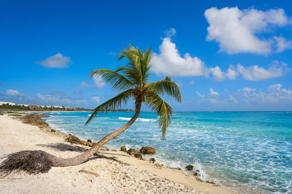 Akumal palmy kokosowe drzewo plaża Riviera Maya — Zdjęcie stockowe