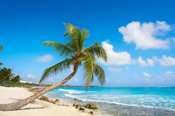 Playa de palmeras de coco Akumal Riviera Maya —  Fotos de Stock