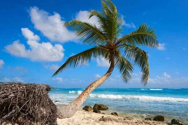 Akumal кокосової пальми дерево пляжу Рів'єра-Майя — стокове фото