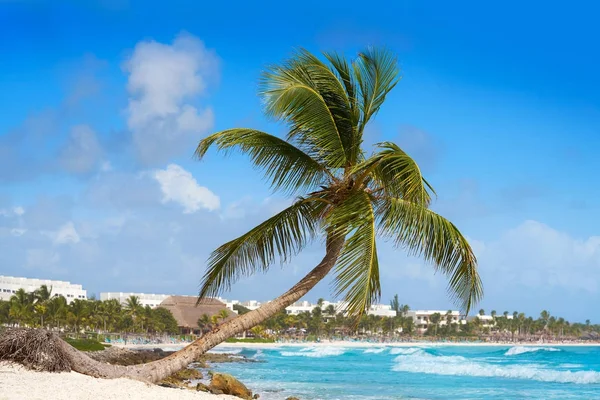 Akumal coconut palm tree strand Riviera Maya — Stockfoto