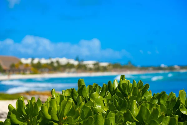 在里维埃拉玛雅阿库玛尔加勒比海滩 — 图库照片