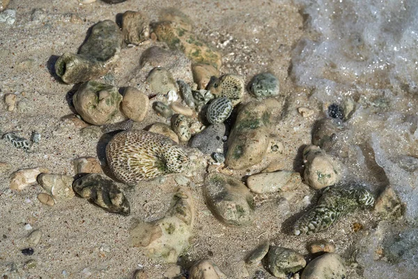 Riviera Maya recife de coral na areia da praia México — Fotografia de Stock