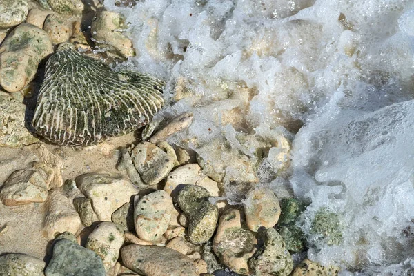 Riviera Maya korallrev på stranden sand Mexiko — Stockfoto