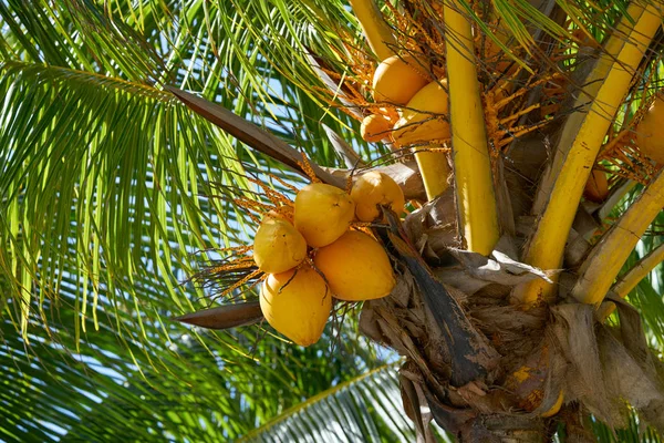Frutos de coco na palmeira da Riviera Maya — Fotografia de Stock
