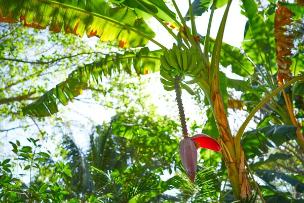 Bananenboom met fruit en bloem in Mexico — Stockfoto