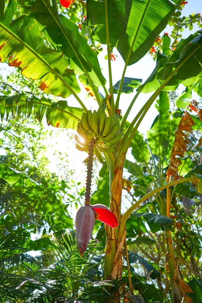 Bananträd med frukt och blomma i Mexiko — Stockfoto