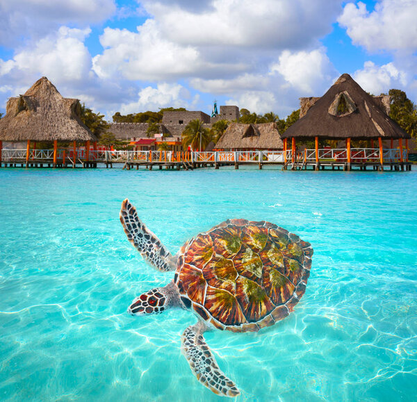 Turtle photomount at Laguna de Bacalar