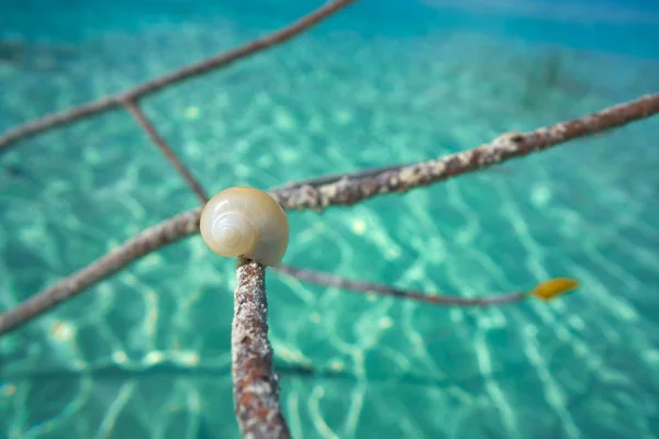 在玛雅墨西哥拉古纳德 Bacalar 泻湖 — 图库照片