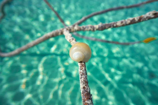 Laguna de Bacalar Lagoa em Mayan México — Fotografia de Stock