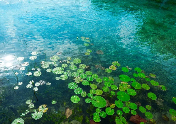 Laguna de Bacalar lagúna Maja Mexikóban — Stock Fotó