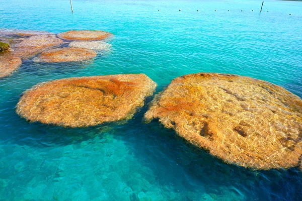 Stromatolieten in Bacalar lagune van Mexico — Stockfoto