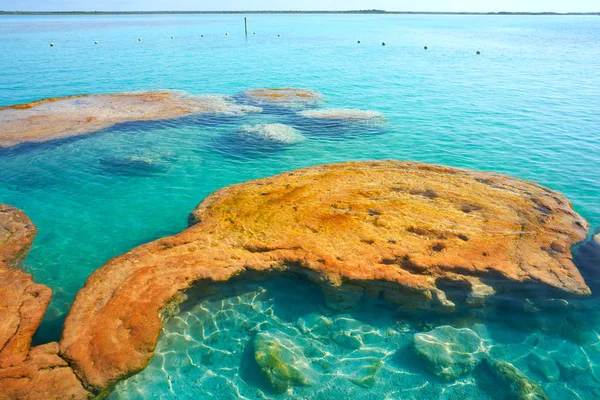 Stromatolity w Bacalar lagunę Meksyku — Zdjęcie stockowe