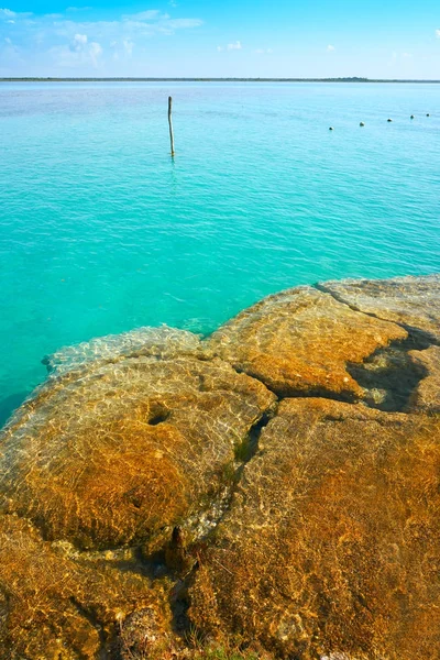 Stromatolieten in Bacalar lagune van Mexico — Stockfoto