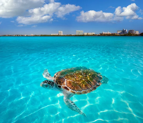 Żółwia w strefie hotelowej Cancun Meksyk photomount — Zdjęcie stockowe