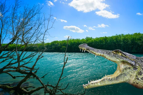 Fotomount de crocodilo de Cancún na lagoa — Fotografia de Stock