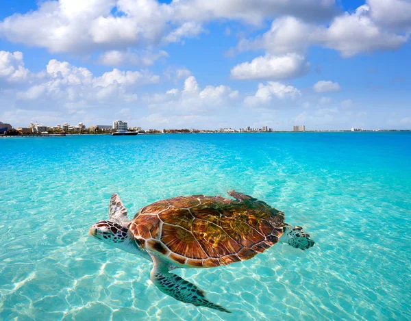 Photomount turtle beach Cancun w Meksyku — Zdjęcie stockowe