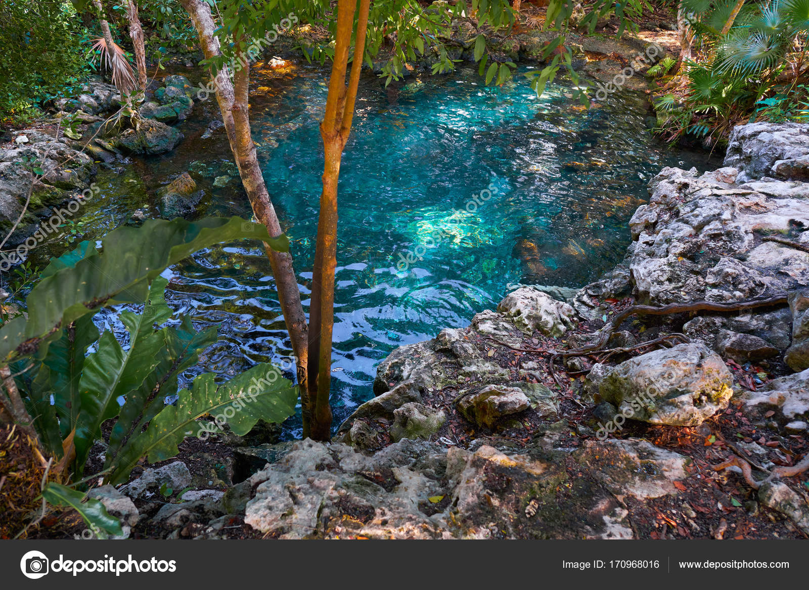 Cenote Sinkhole In Riviera Maya Of Mexico Stock Photo