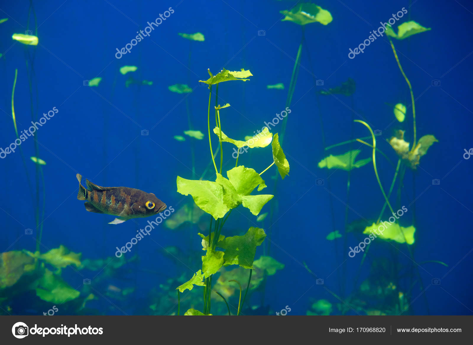 Mayan cichlid fish in cenote sinkhole mexico stock photo lunamarina