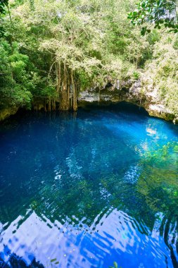 Hipotermik Düden rainforest Maya ormanda