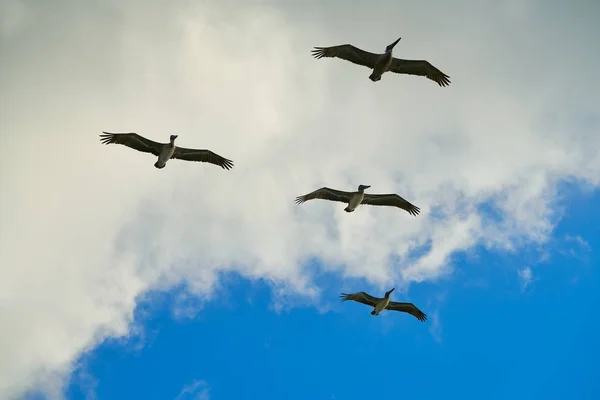 Pelikanen vliegen samen met de blauwe hemel — Stockfoto