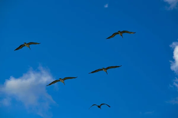 Пеликаны летят вместе по голубому небу — стоковое фото